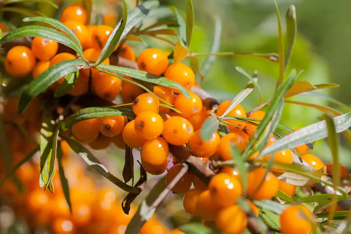 Espino Amarillo (Sea Buckthorn)